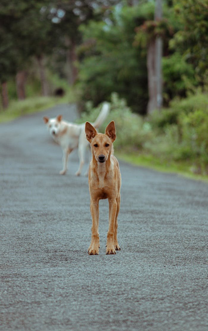 Two dogs standing on a deserted rural road surrounded by lush greenery. Tranquil scene.
