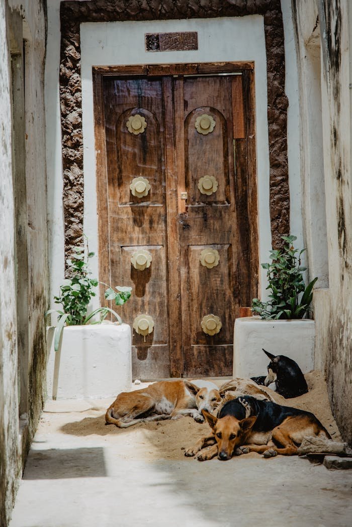 A group of dogs resting peacefully near an ornate wooden door in a sunlit alleyway.