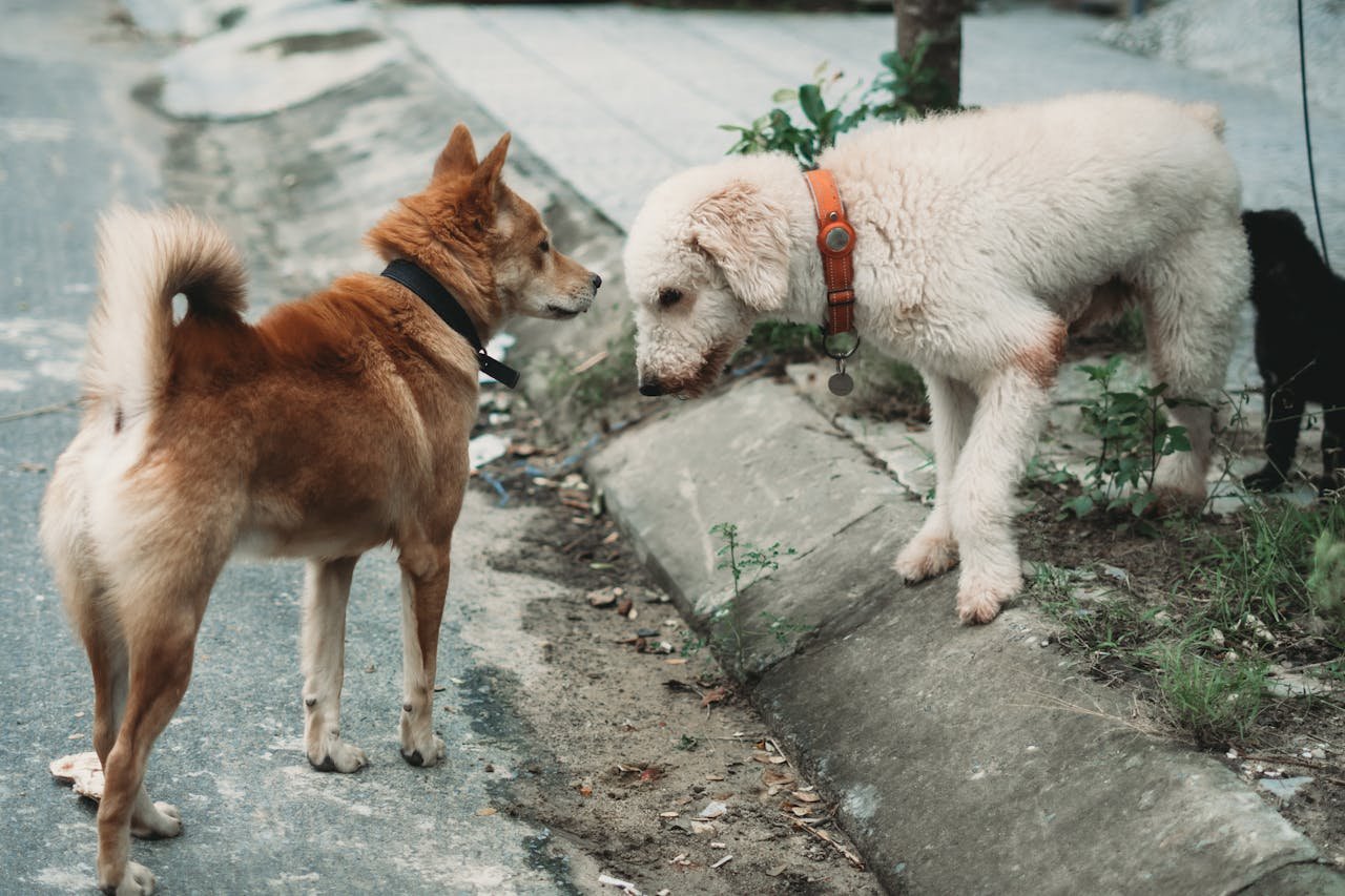 Two dogs meet and greet on a city street, showcasing their social behavior.