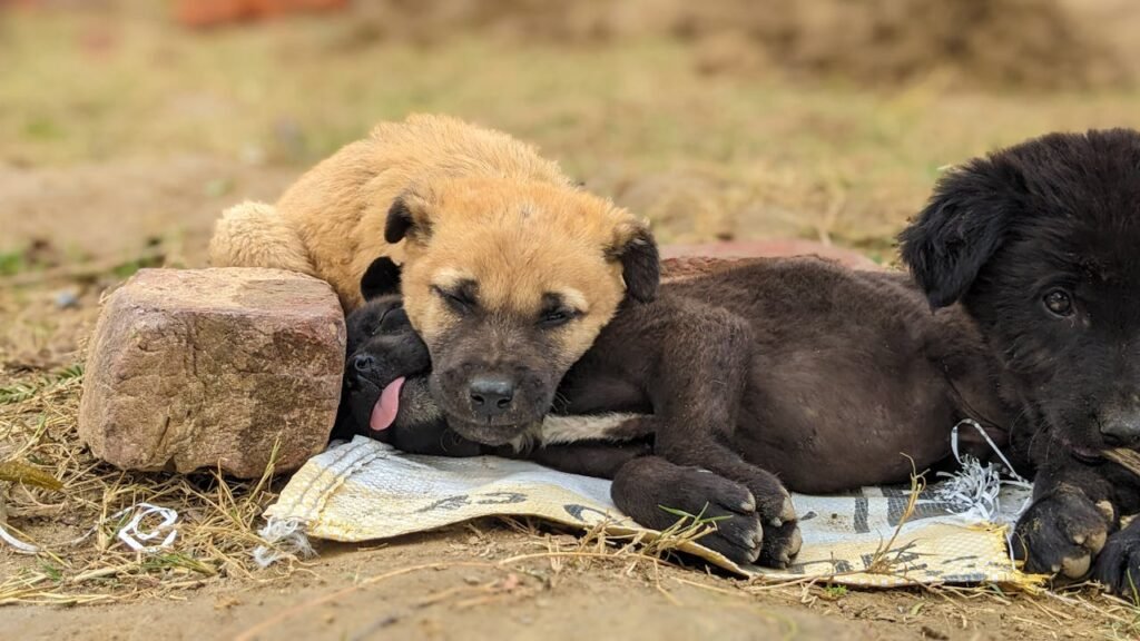 Three puppies lying on a mat outdoors in Meham, India, capturing a peaceful and cozy moment.