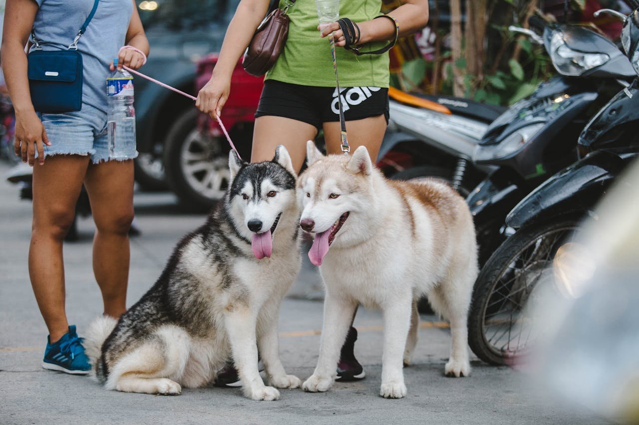 Two Siberian Huskies on leashes with owners in an urban environment, with motorcycles nearby.