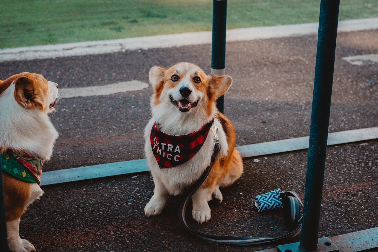 Two playful Corgis with trendy bandanas sit outdoors, exuding charm.