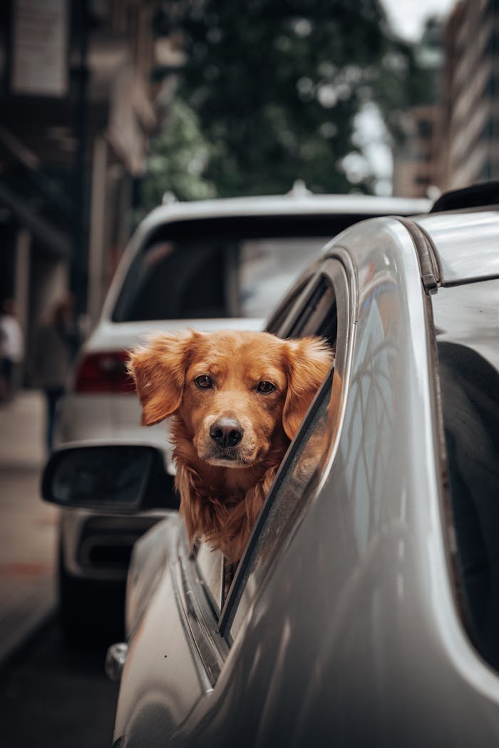 Golden Retriever peeking out of a car window on a busy New York City street.
