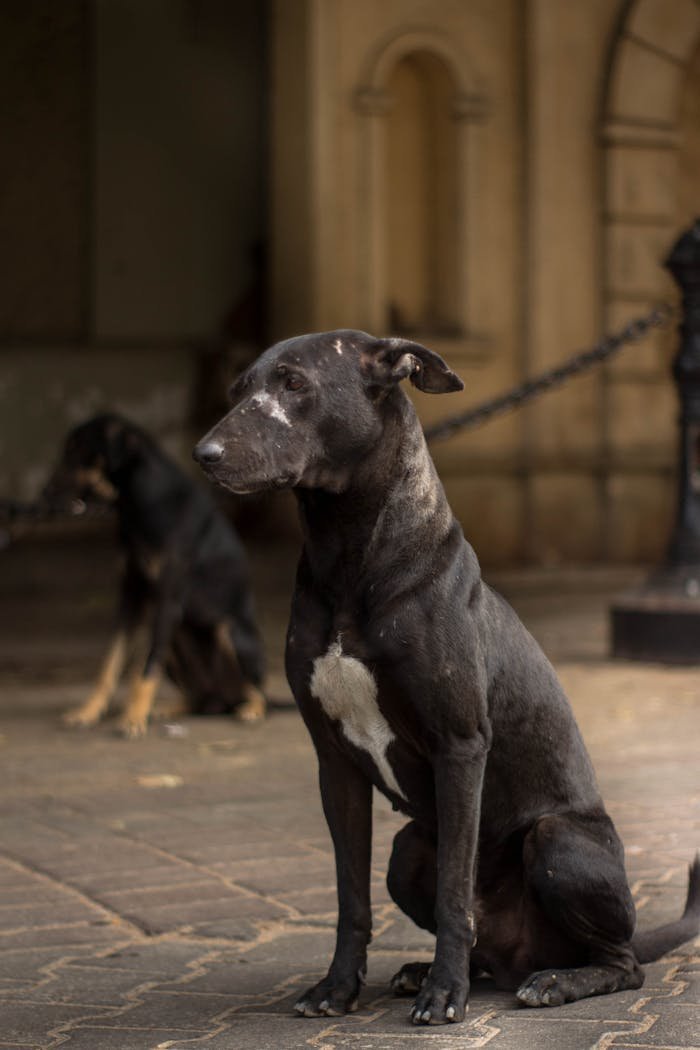 Portrait of stray dogs in Karachi, Pakistan showing urban street life.