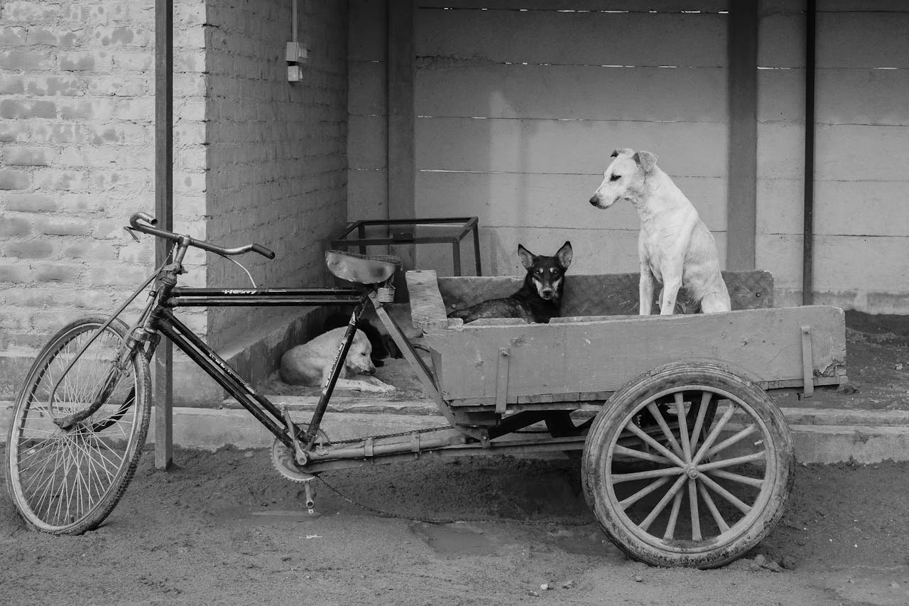 Black and white image of street dogs lounging on a cycle cart in an Indian alleyway.