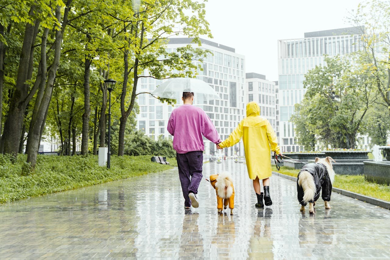 A couple walking their dogs in a city park during a rainy day, embracing the weather with raincoats and an umbrella.