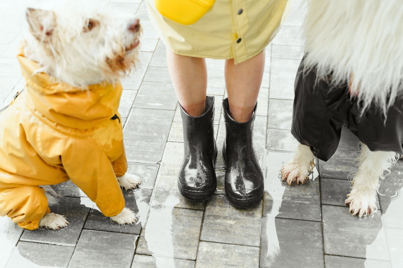 Two dogs in raincoats and a person wearing boots enjoying a rainy stroll outdoors.